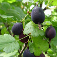 Крыжовник Черномор