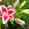 Лилия восточная Тасман