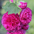 Мальва (Шток-роза) розовая Chater's Double Purple