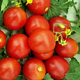 Томат Москвич Томат Москвич