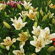 Лилия ла-гибрид Боллрум Лилия ла-гибрид Боллрум