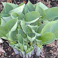 Хоста гибридная Tokudama Хоста гибридная Tokudama