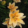 Лилия ла-гибрид Боллрум Лилия ла-гибрид Боллрум