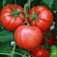 Томат Эффект Томат Эффект