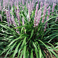Лириопе мускари Ingwersen Лириопе мускари Ingwersen