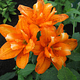 Лилия Orange Twins Лилия Orange Twins
