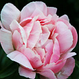 Пион молочноцветковый Germaine Bigot