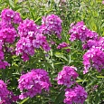 Флокс Метельчатый Иван Сусанин