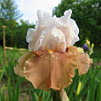 Ирис бородатый Эприкот Фрости