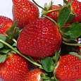 Земляника садовая Камароза Земляника садовая Камароза