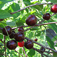 Вишня обыкновенная Антрацитовая