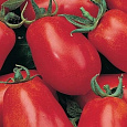 Томат Транс новинка Томат Транс новинка