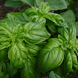 Базилик овощной Тонус Базилик овощной Тонус