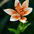 Лилия азиатская Орaндж Электрик