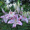 Лилия восточная Солюшн Лилия восточная Солюшн