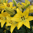 Лилия ЛА-гибрид Йеллоу Даймонд
