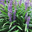 Лириопе мускари Big Blue Лириопе мускари Big Blue