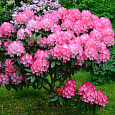Рододендрон гибридный Хельсинский Университет