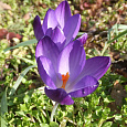 Крокус Ботанический ruby giant