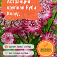 Астранция крупная Руби Клауд