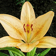 Лилия ла-гибрид Боллрум Лилия ла-гибрид Боллрум