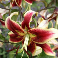 Лилия от-гибрид Шехерезада Лилия от-гибрид Шехерезада