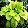 Хоста гибридная Тортилла Чип Хоста гибридная Тортилла Чип