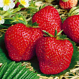 Земляника садовая Деройял