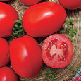 Томат Ударник F1 Томат Ударник F1