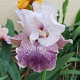 Ирис бородатый Крейзи фо Ю