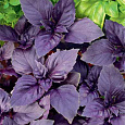 Базилик Фиолетовый Базилик Фиолетовый