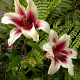 Лилия ЛО-гибрид Триумфатор Лилия ЛО-гибрид Триумфатор