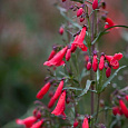 Пенстемон бородатый Твизл Скарлет