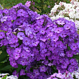 Флокс друммонда Промис лиловый
