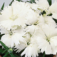 Гвоздика Диана Вайт