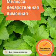 Мелисса лекарственная лимонная Мелисса лекарственная лимонная