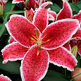 Лилия восточная Ред Айс