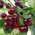 Вишня обыкновенная Шпанка Брянская