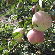 Яблоня Мечта